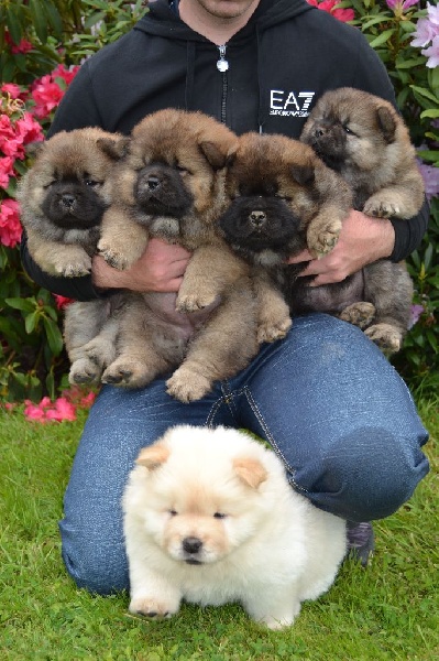 Ifs De Ty Rheun - Chow Chow - Portée née le 10/04/2015